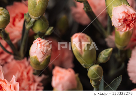 Green carnation buds and stems in cluster 133322279