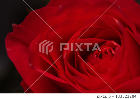 Closeup red rose petals with dark backdrop 133322284
