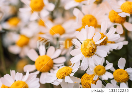 White chamomile daisies in soft summer bokeh 133322286
