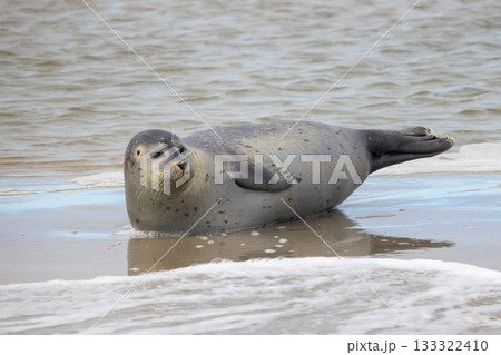 Seal Resting on the Beautiful Shoreline, Enjoying the Tranquil Ocean Waves in Natures Environment Seal Resting on the Beautiful Shoreline, Enjoying the Tranquil Ocean Waves in Natures Environment 133322410