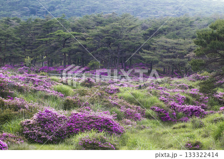 山に咲くミヤマキリシマ 133322414