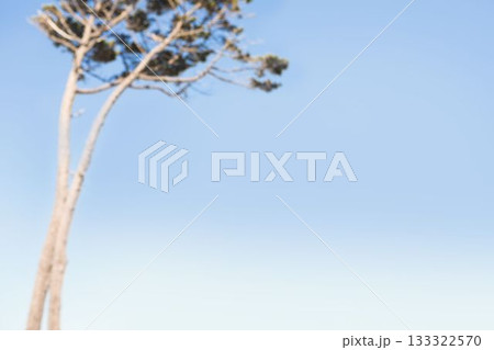 View of a tree with sky background View of a tree with sky background 133322570