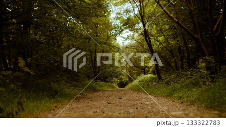 Central dirt path is winding into dense forest in flat design, showing stones and ferns 133322783