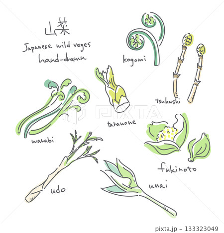 春の山菜イラストセット　シンプルでお洒落な線画イラスト 133323049