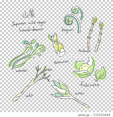 春の山菜イラストセット　シンプルでお洒落な線画イラスト 133323049