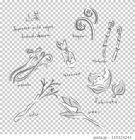 春季野生蔬菜插畫集 - 手繪墨水風格插畫 133323243