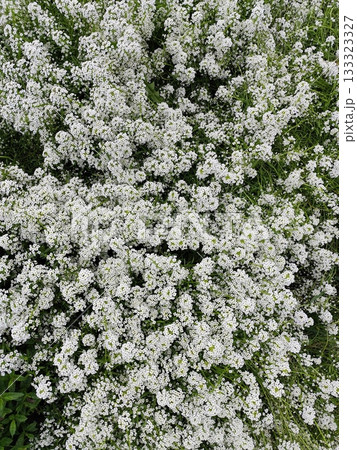 Alyssum white flower lobularia Nature background 133323327