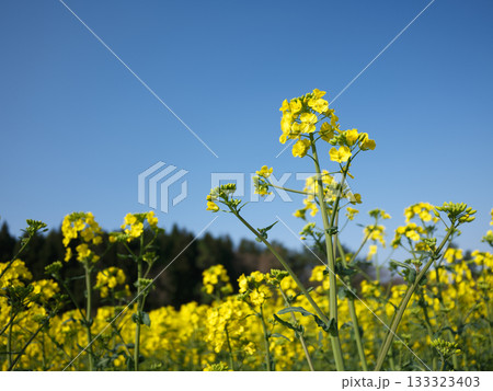 元気に育った菜の花と青空 133323403