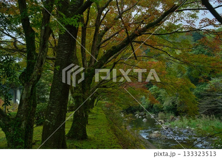 青井岳荘の紅葉 R7年 青井岳荘の紅葉 R7年 133323513
