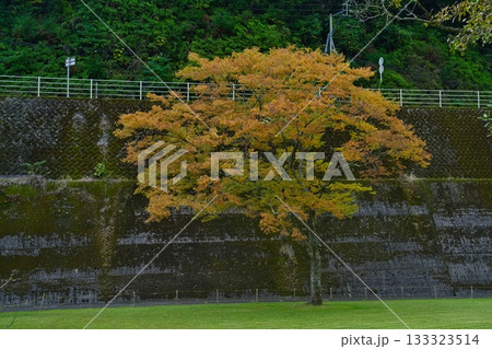 青井岳荘の紅葉　R7年 133323514