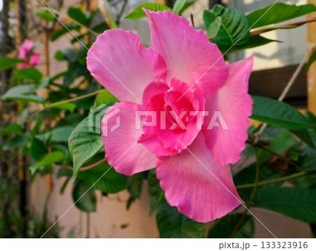 華やかに咲くピンクの花 Pink Bloom 133323916