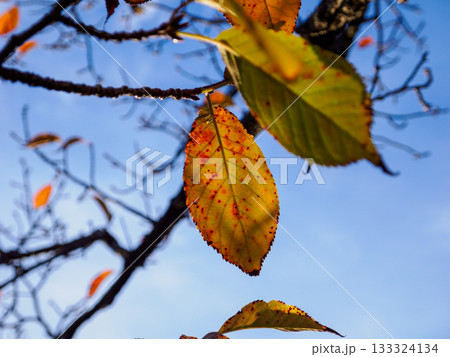 秋空に残る黄葉の一枚 Autumn Leaf 秋空に残る黄葉の一枚 Autumn Leaf 133324134