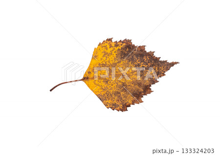 Close up of vibrant yellow autum leaf isolated on white background 133324203
