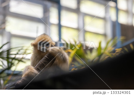 a young Snub-nosed monkey or called golden monkey move in the park a young Snub-nosed monkey or called golden monkey move in the park 133324301