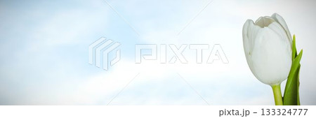 Flowers on sky background Flowers on sky background 133324777