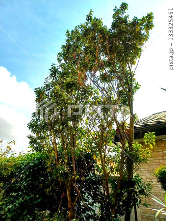 家のシンボルツリーの常緑高木のソヨゴ 133325451