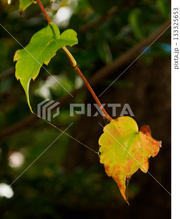 糸に揺れる色づく葉 Autumn Leaf 糸に揺れる色づく葉 Autumn Leaf 133325653