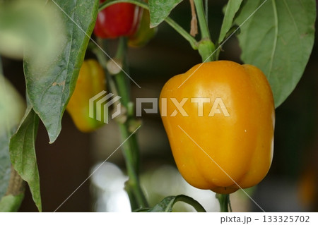 Fresh ripe yellow bell peppers growing on a branch in the garden. Selective focus. 133325702