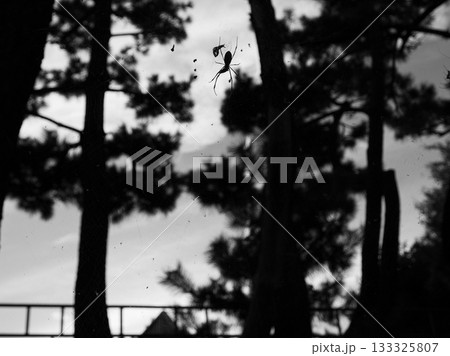 糸に佇むクモの影 Spider Silhouette 133325807