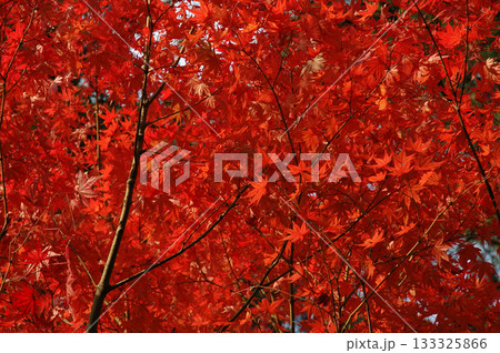 錦秋の行楽シーズン,秋山のトレッキング風景~秋晴れの透過光を透かして見る紅葉したもみじの木々 錦秋の行楽シーズン,秋山のトレッキング風景~秋晴れの透過光を透かして見る紅葉したもみじの木々 133325866