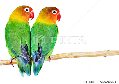 Pair of lovebirds 133326534