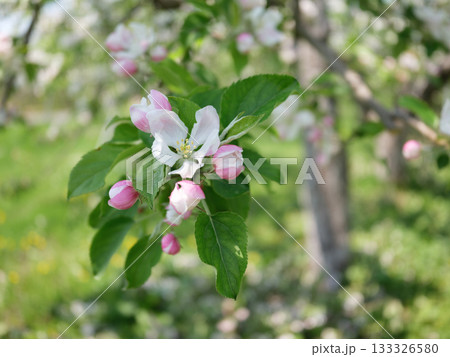 春に咲く可愛らしいリンゴの花 133326580