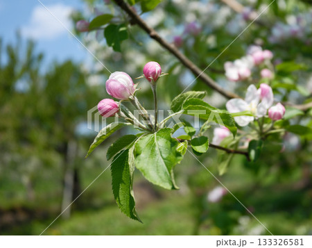 春に咲く可愛らしいリンゴの花 春に咲く可愛らしいリンゴの花 133326581