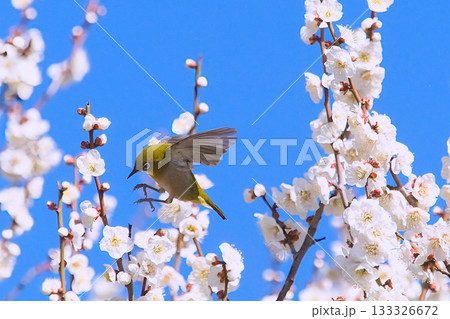 梅の蜜を吸うメジロ 133326672