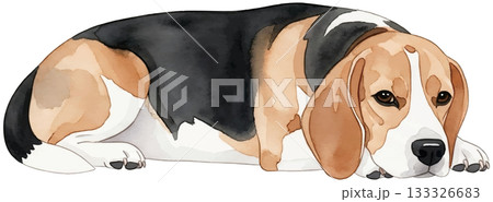 やすんでいるビーグル 133326683