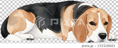 やすんでいるビーグル 133326683