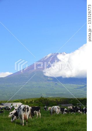高原の牧場･富士山（朝霧高原／静岡県富士宮市） 133326773