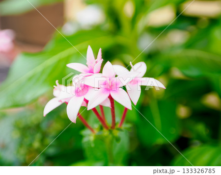 星形に咲くピンクの花 Pink Pentas 133326785