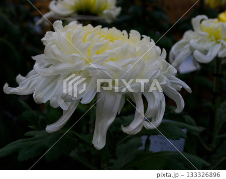 気品ある白い大輪の菊 White Chrysanthemum 133326896
