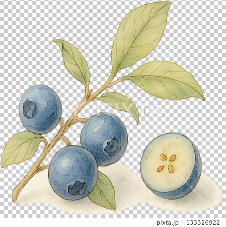 ほのかな感じの薄いラインドローイングイラスト 133326922