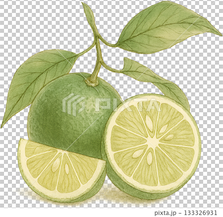 ほのかな感じの薄いラインドローイングイラスト 133326931