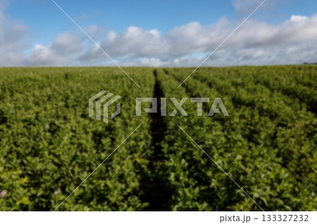 Agricultural field against cloudy sky 133327232