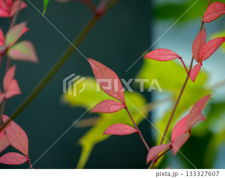 縁起の良い南天の紅葉 Nandina Leaves 133327607