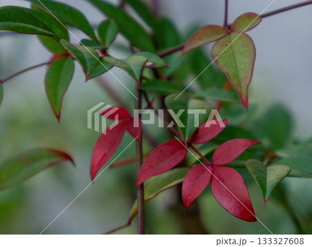 縁起の良い南天の紅葉 Nandina Leaves 133327608