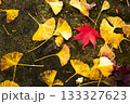 紅い落葉 133327623