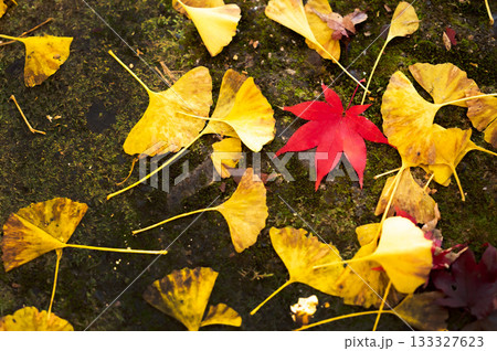 紅い落葉 紅い落葉 133327623