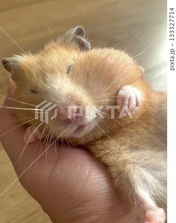 手の上で寝ているハムスターのイメージ 133327714