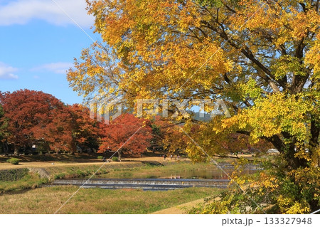 京都　鴨川　加茂川　河川敷　紅葉　秋　河　川　河川　空　雲　 133327948