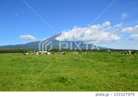 高原の牧場・富士山(朝霧高原/静岡県富士宮市) 高原の牧場・富士山(朝霧高原/静岡県富士宮市) 133327979