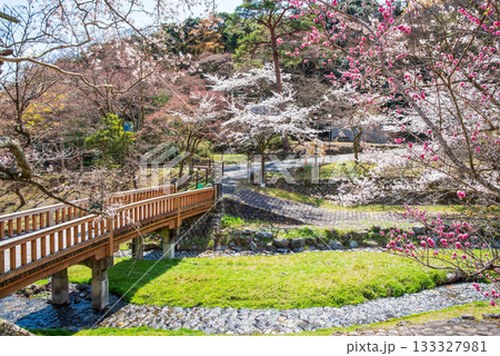 養老公園の桜 渡月橋《岐阜県 養老郡 養老町》 養老公園の桜 渡月橋《岐阜県 養老郡 養老町》 133327981