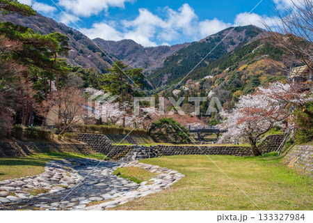 養老公園の桜 《岐阜県 養老郡 養老町》 養老公園の桜 《岐阜県 養老郡 養老町》 133327984