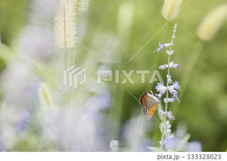 セージの蜜を吸うベニシジミ 133328023
