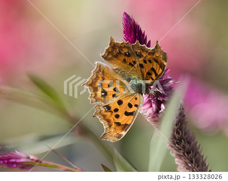 花に止まるキタテハ 133328026