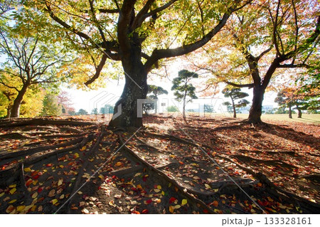 紅葉の桜 133328161