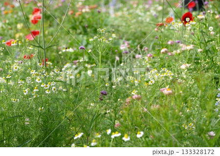 Field of beautiful daisies and chamomiles flowers in the garden Field of beautiful daisies and chamomiles flowers in the garden 133328172