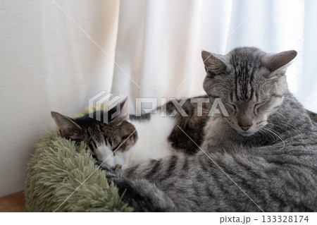 窓辺で眠る二匹の猫 133328174